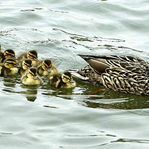 Imprinting Olayı;Qazların Sadiqliyi